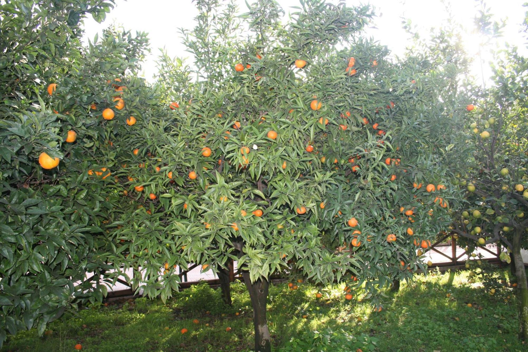 Azienda Agrituristica Vivi Natura Pompei Exterior foto